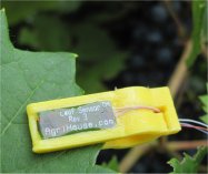 Leaf Sensor affixed to grape leaf